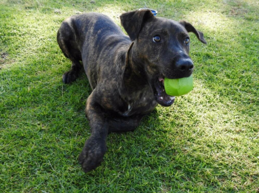 Pelota Erratic